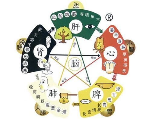 五行與五臟的關係|中醫知識 